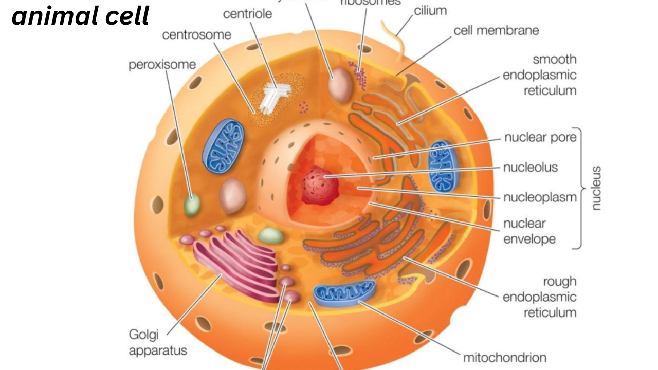 animal cell